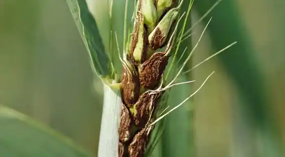 Agri-Land Crop Dusting Texas