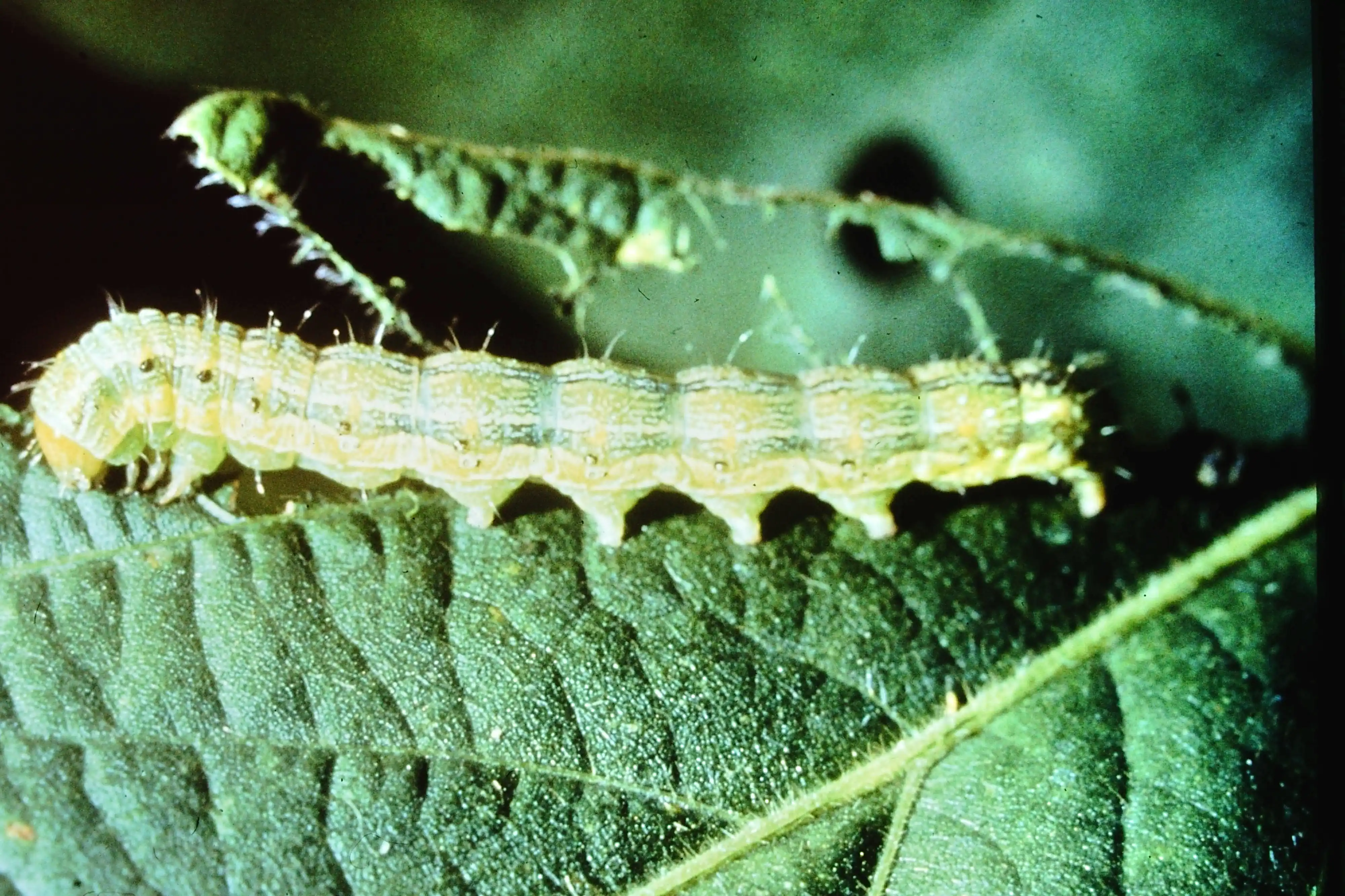 Agri-Land Crop Dusting Texas